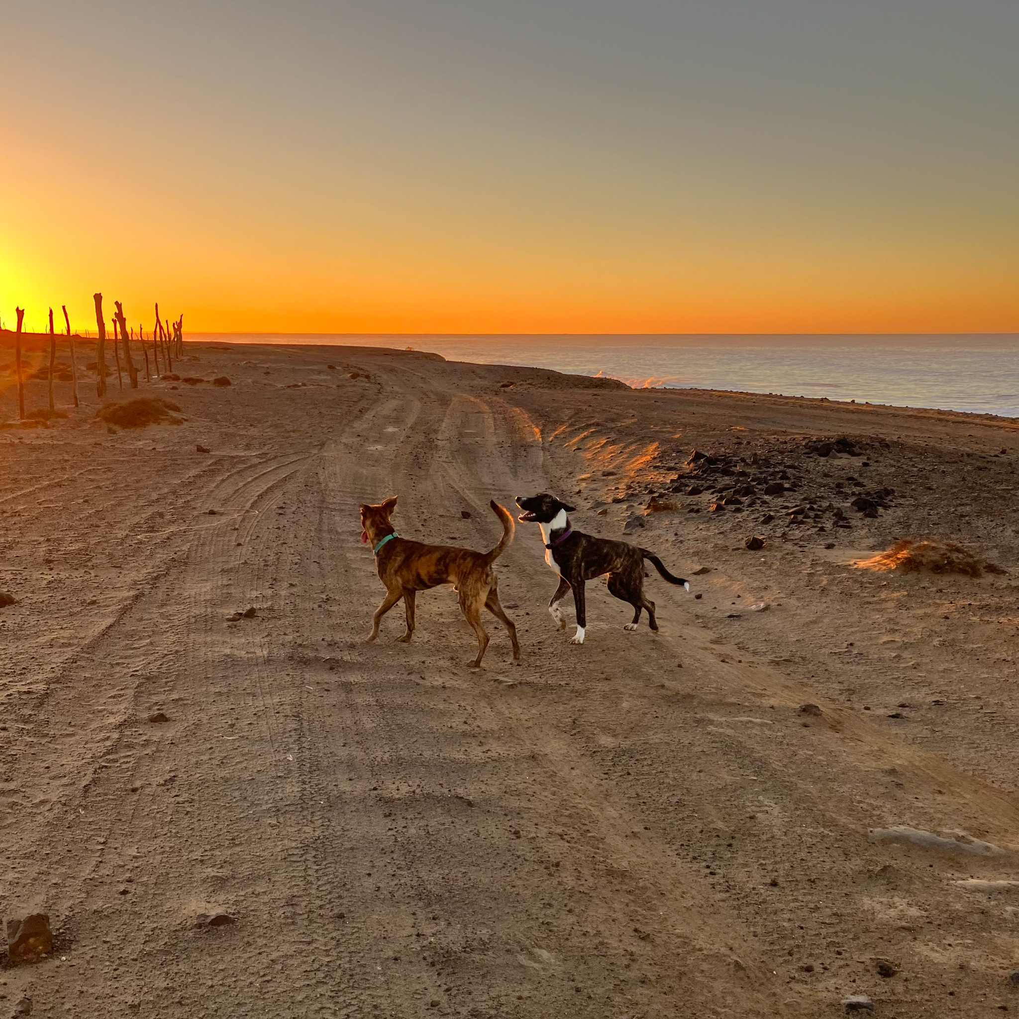 Jorge Macfarland Band Baja