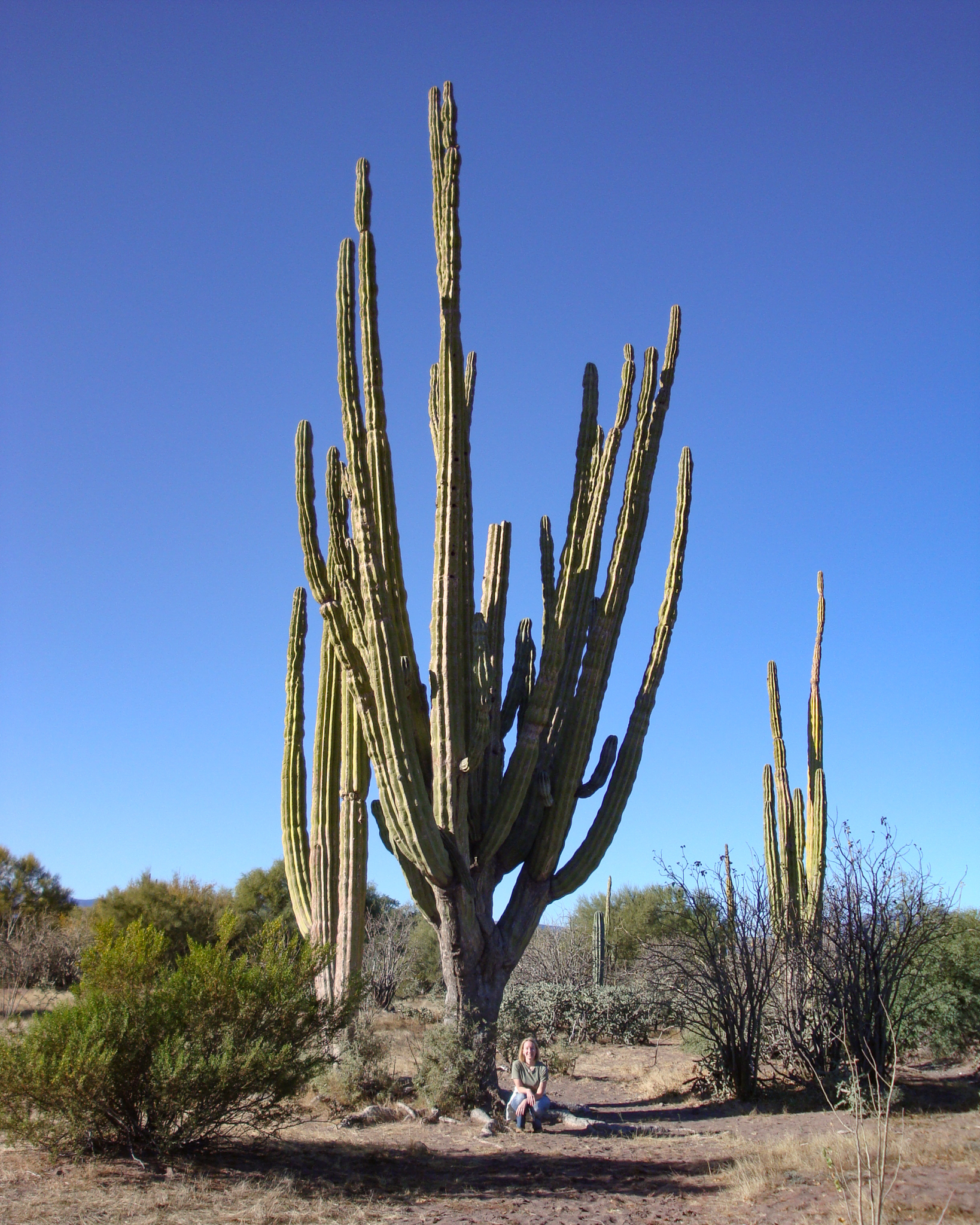 A Desert Between Two Seas Baja