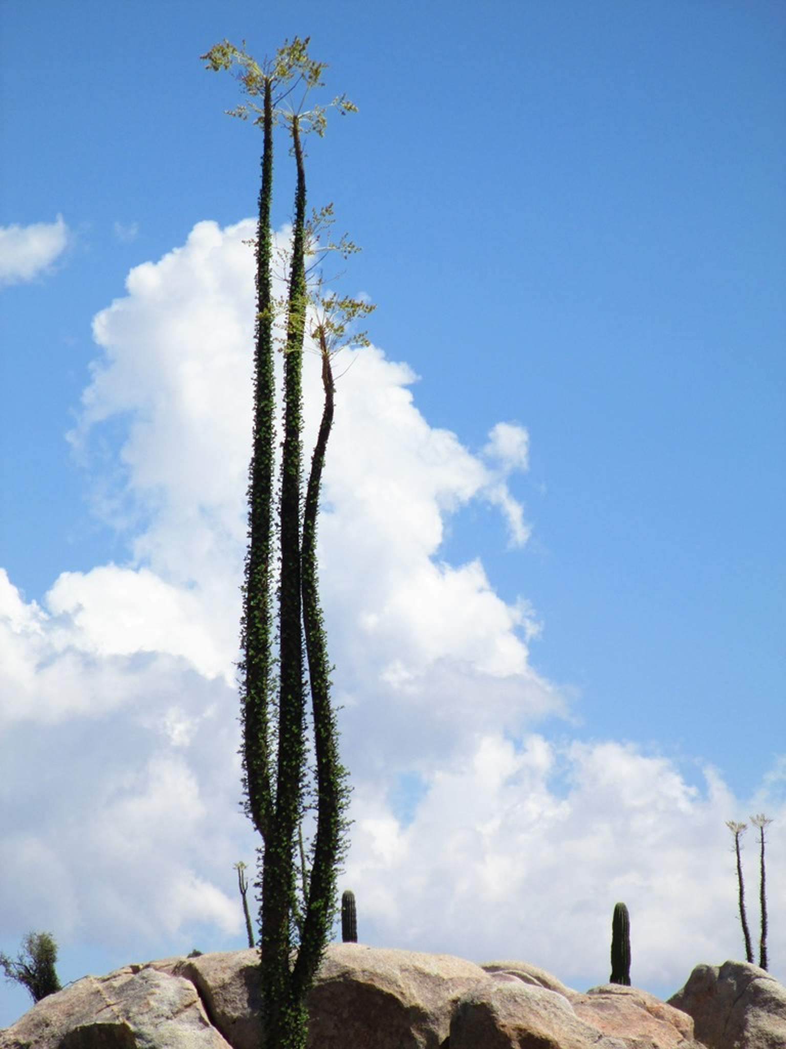 Valle de los Cirios Baja
