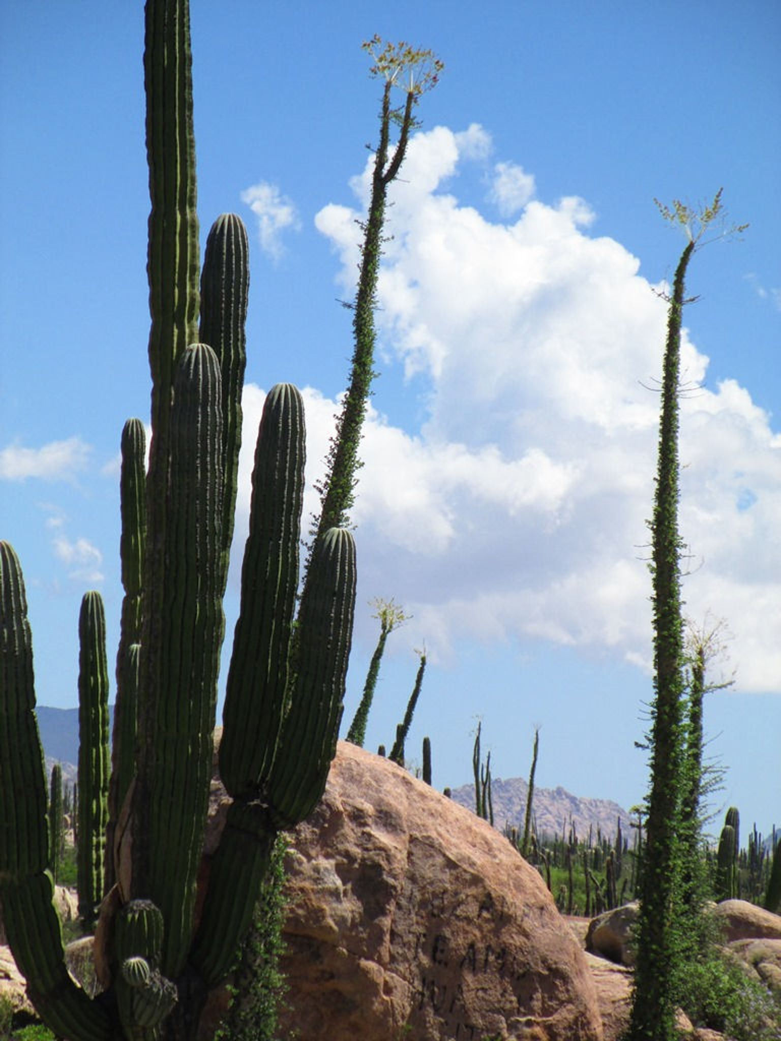 Valle de los Cirios Baja